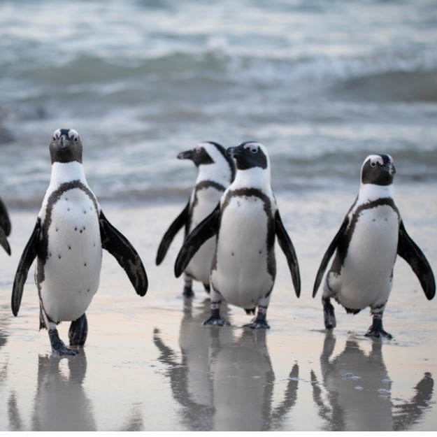 punta-tombo-pinguinos-madryn-piatza-turismo